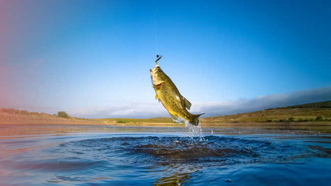 bass leaping out of pond